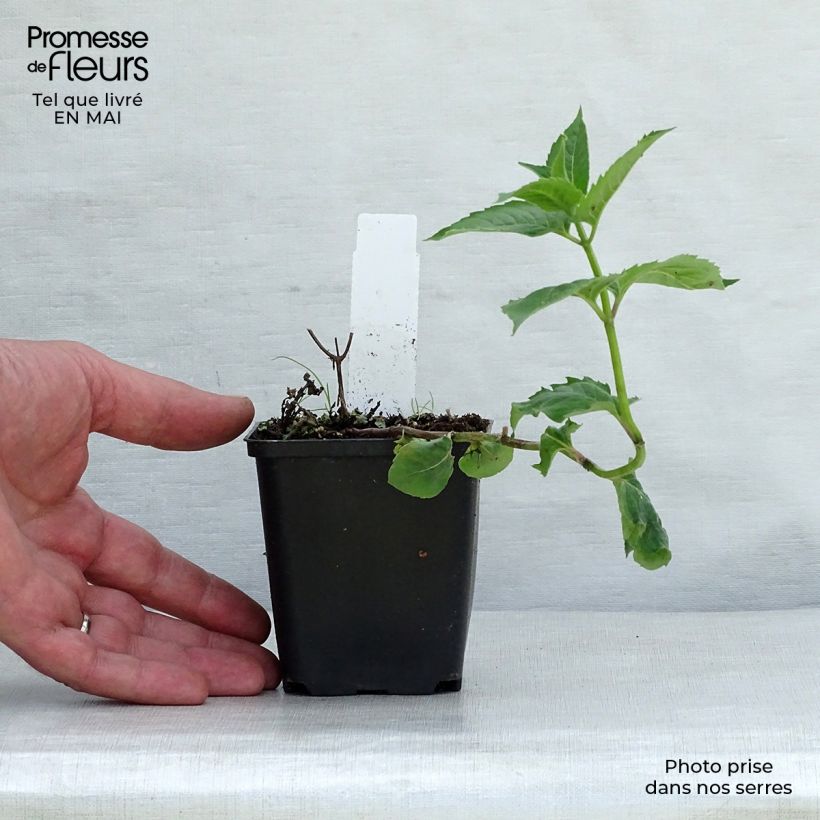 Example of Monarda fistulosa Tetraploid - Bergamote rose Godet de 8/9 cm as you get in printemps