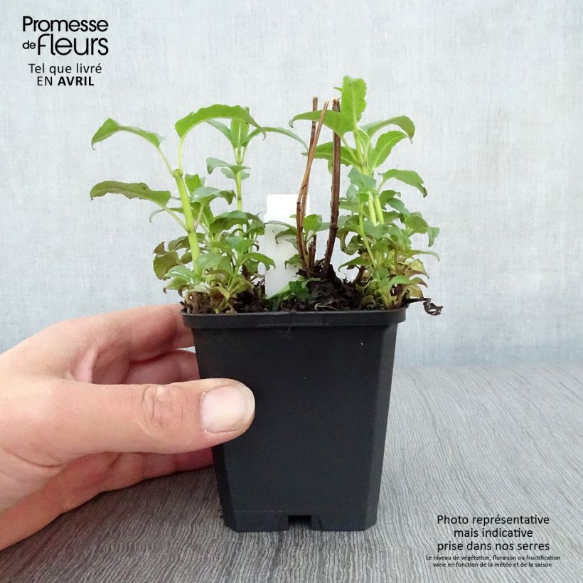 Example of Monarde Beauty of Cobham - Bergamote rose Godet de 8/9 cm as you get in printemps