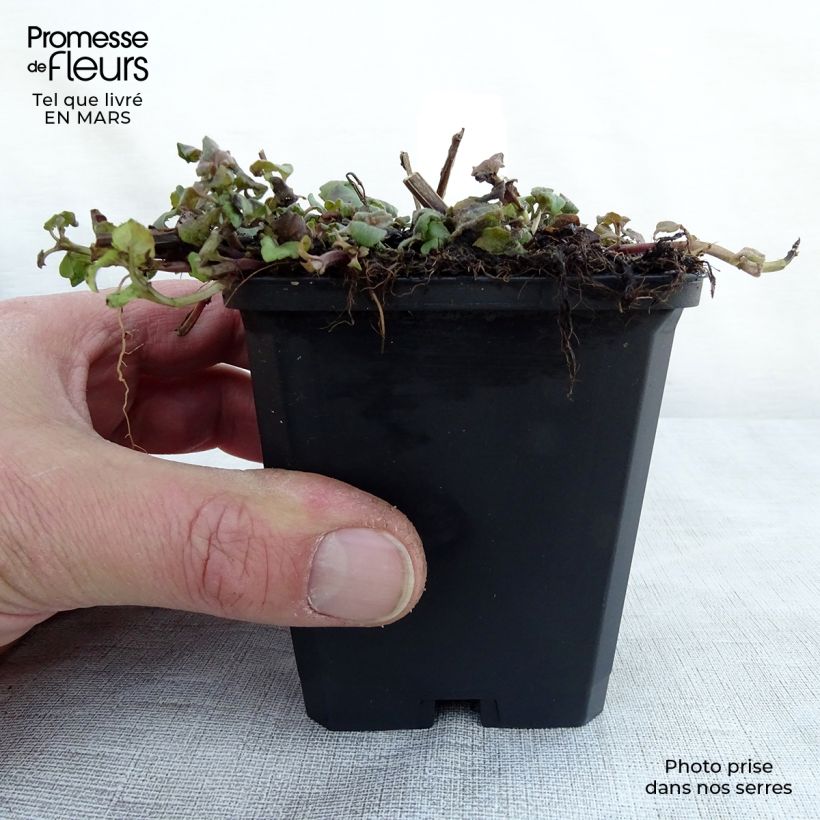 Example of Monarde Cambridge Scarlet -Thé d'Oswego Cambridge Scarlet - Monarda Bergamote  Godet de 8/9 cm as you get in printemps