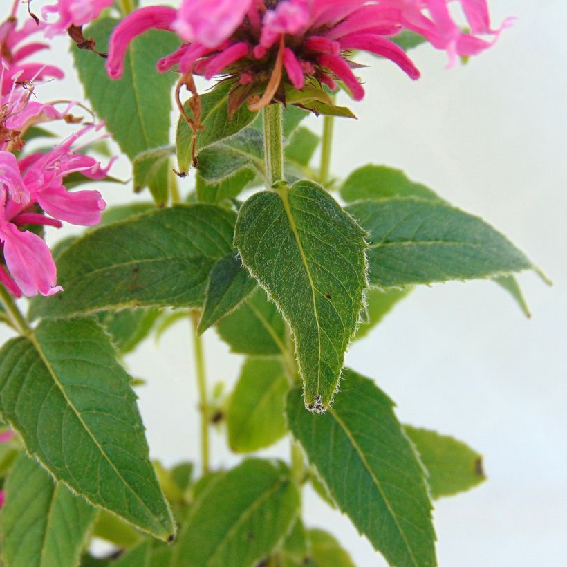 Monarde Cranberry Lace - Bergamote rose pourpré (Foliage)