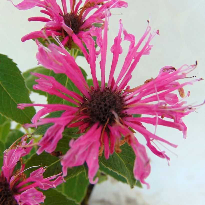 Monarde Cranberry Lace - Bergamote rose pourpré (Flowering)