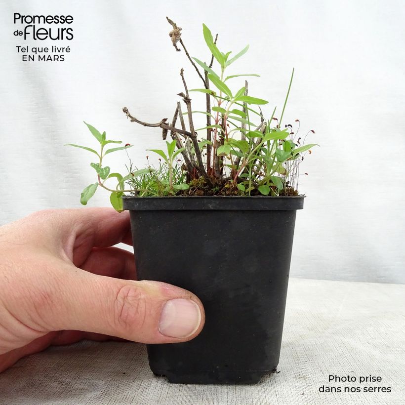 Example of Monarde Cranberry Lace - Bergamote rose pourpré Godet de 8/9 cm as you get in printemps