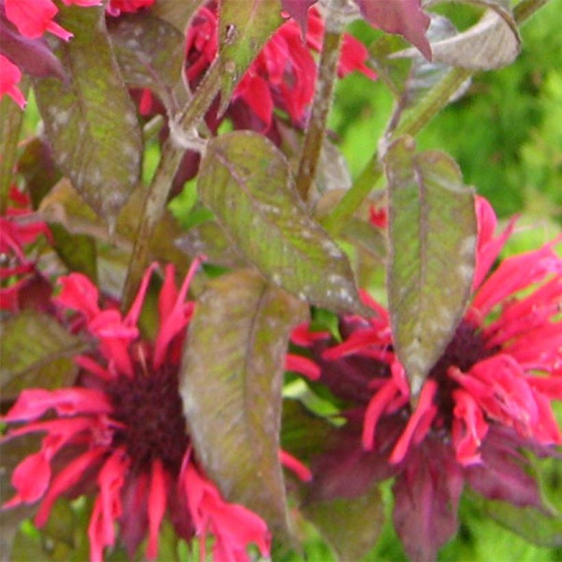 Monarde Feuerschopf - Bergamote rouge intense. (Foliage)
