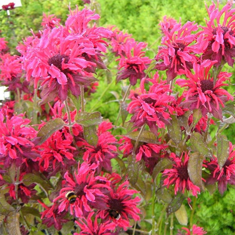 Monarde Feuerschopf - Bergamote rouge intense. (Flowering)