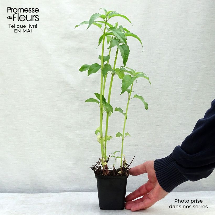 Example of Monarde Feuerschopf - Bergamote rouge intense. Godet de 8/9 cm as you get in printemps