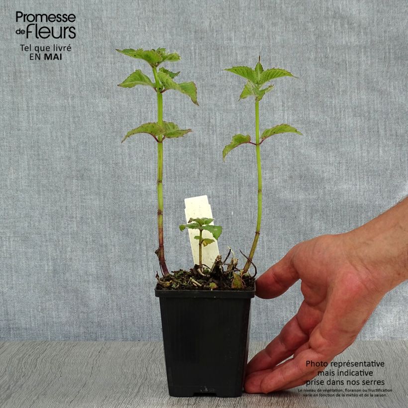 Example of Monarde Fireball - Bergamote rouge Godet de 8/9 cm as you get in printemps