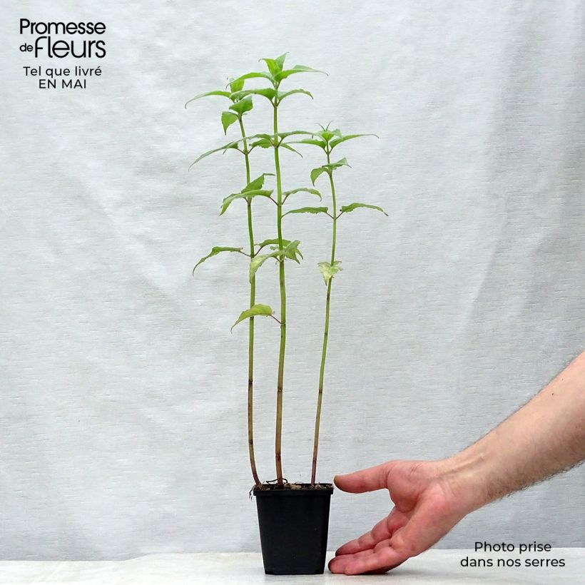 Example of Monarde Gewitter Wolke - Bergamote rose tyrien Godet de 8/9 cm as you get in printemps