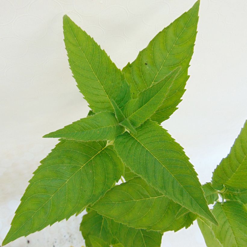 Monarde Heidelerche - Bergamote rose-rouge (Foliage)