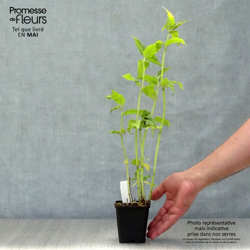 Example of Monarde Jacob Cline - Bergamote rouge Godet de 8/9 cm as you get in printemps