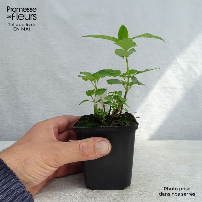 Spécimen de Monarde Melissa - Bergamote Godet de 8/9 cm tel que livré au printemps