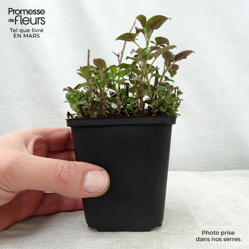 Example of Monarde Mohawk - Bergamote violet-pourpre Godet de 8/9 cm as you get in printemps