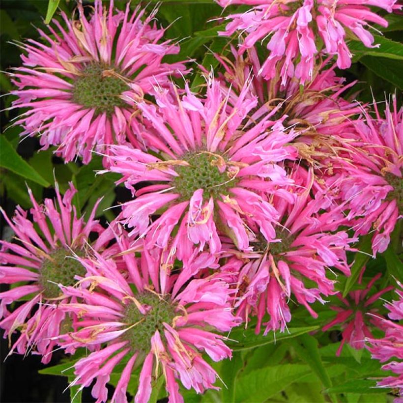 Monarde Pardon Me rose - Bergamote rose (Flowering)