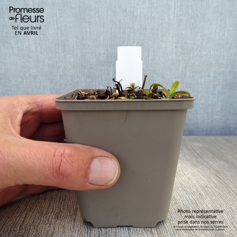 Example of Monarde Pardon Me rose - Bergamote rose Godet de 8/9 cm as you get in printemps