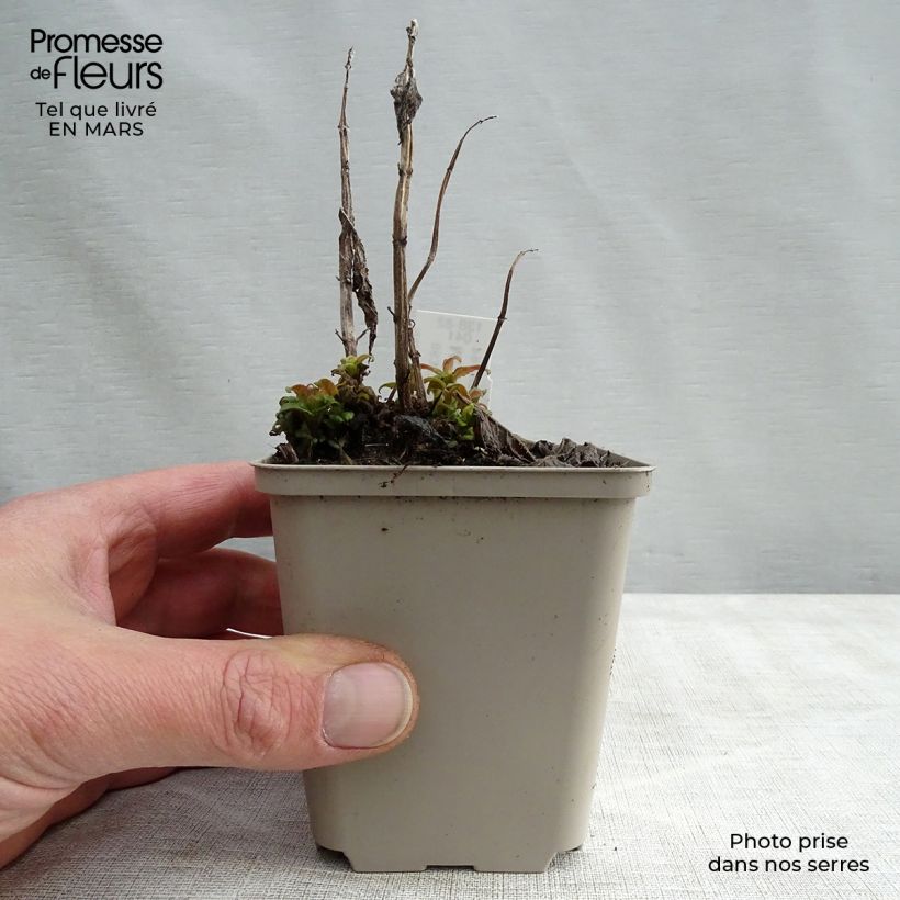 Example of Monarde Pink Lace - Bergamote compacte, rose foncé Godet de 7/8 cm as you get in printemps