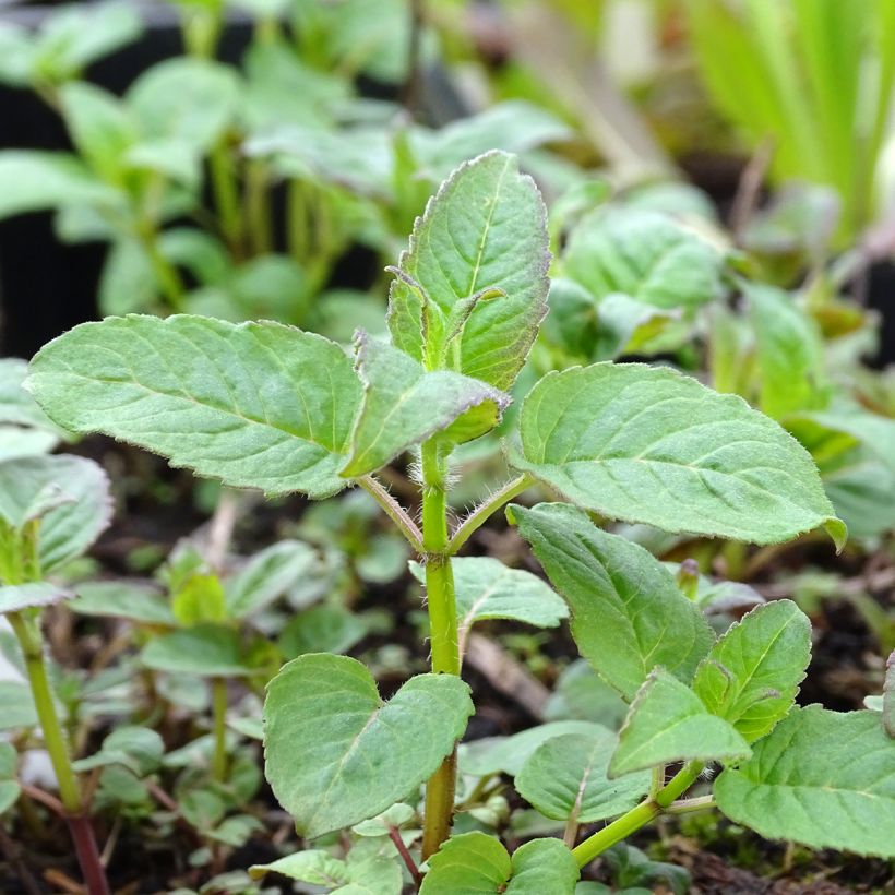 Monarde Prärienacht - Bergamote Lilas pourpre (Foliage)