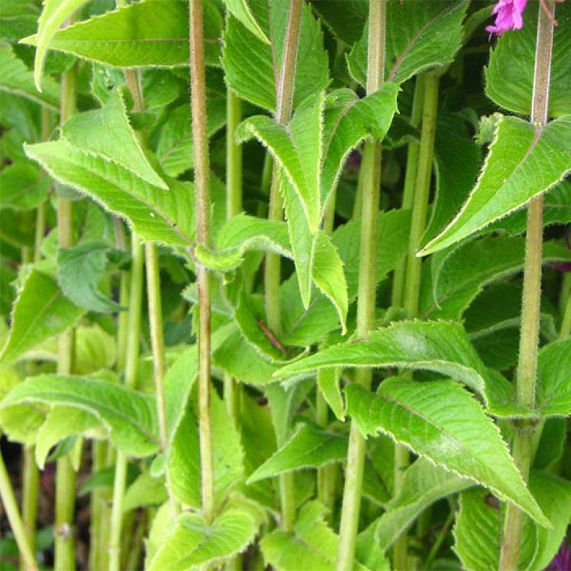 Monarde Purple Lace - Bergamote (Foliage)