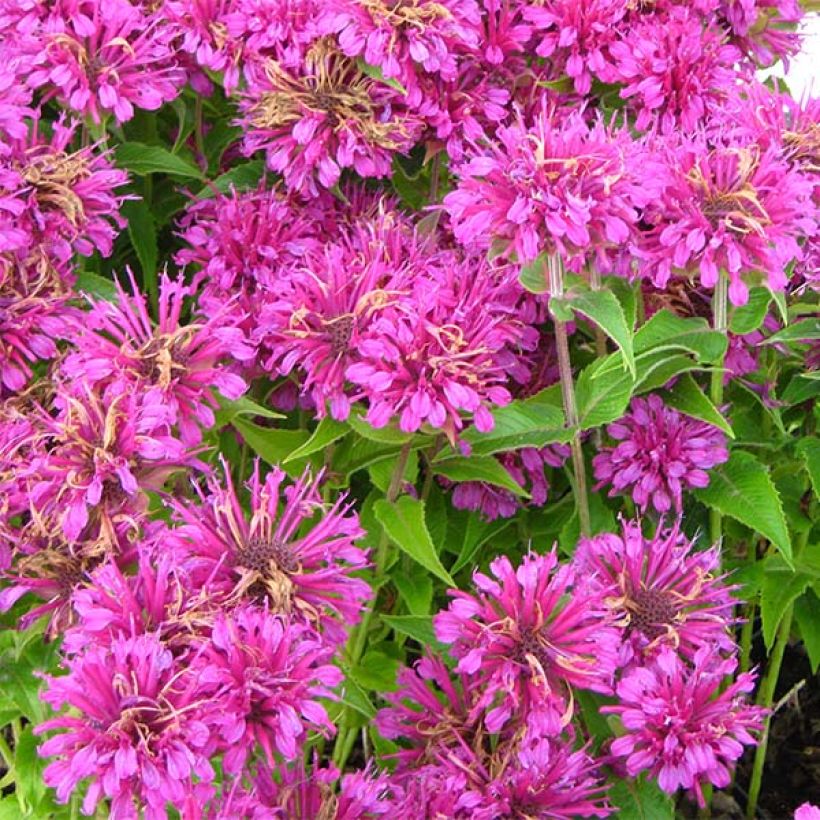 Monarde Purple Lace - Bergamote (Flowering)