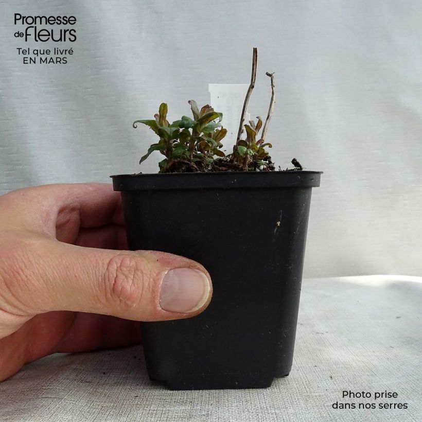 Example of Monarde Purple Lace - Bergamote Godet de 8/9 cm as you get in printemps