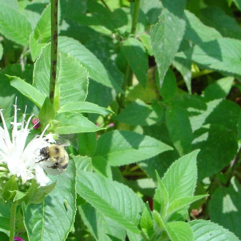 Monarde Schneewittchen - Bergamote (Foliage)