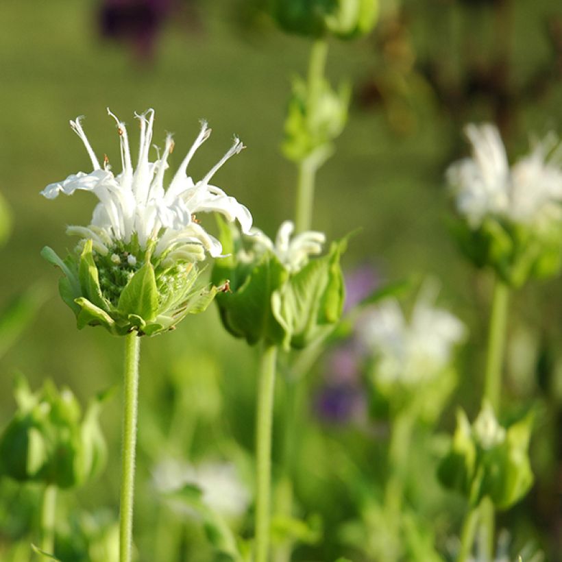 Monarde Schneewittchen - Bergamote (Flowering)