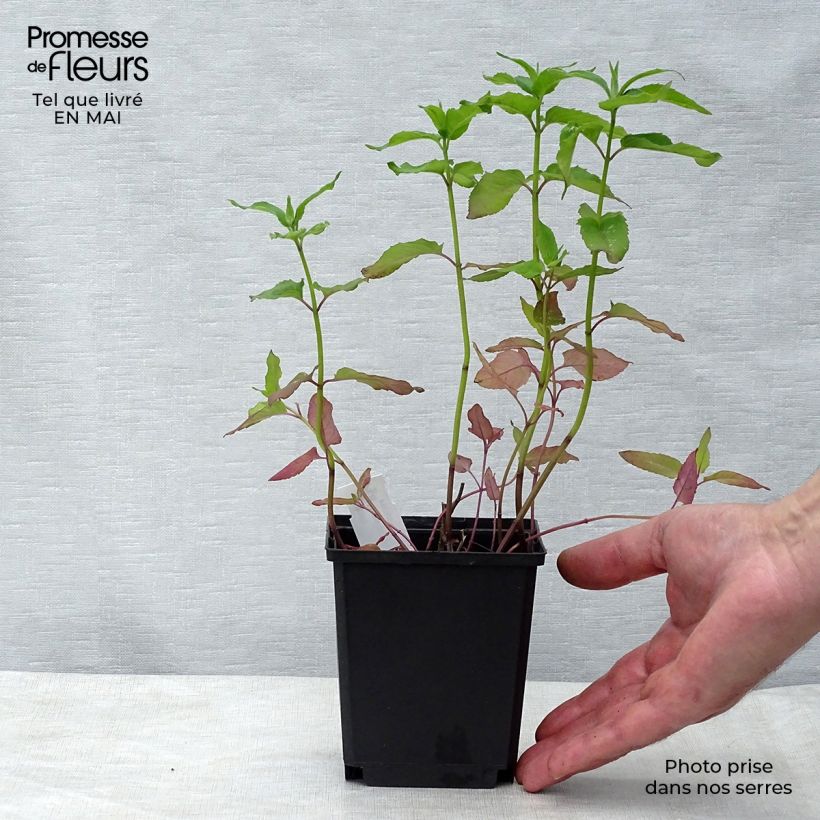 Example of Monarde Schneewittchen - Bergamote Godet de 8/9 cm as you get in printemps