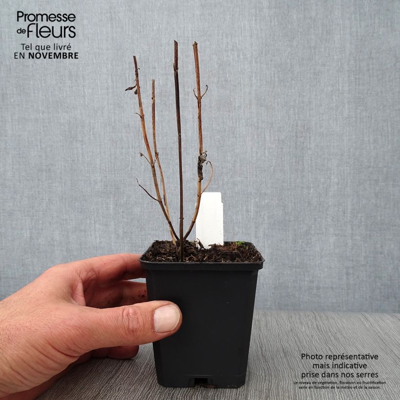 Spécimen de Monarde Schneewittchen - Bergamote Godet de 8/9 cm tel que livré en automne