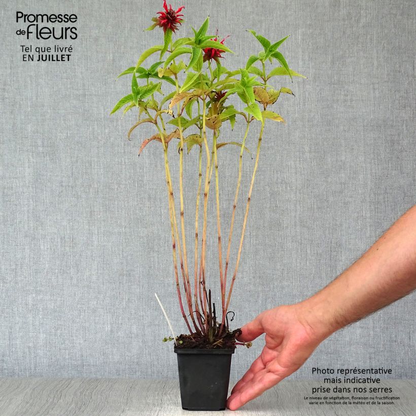 Spécimen de Monarde Squaw - Thé d'Oswego Squaw - Monarda Bergamote Squaw Godet de 8/9 cm tel que livré en été