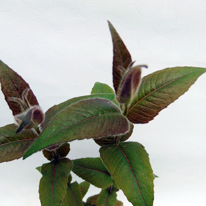 Monarde bradburiana - Bergamote sauvage (Foliage)
