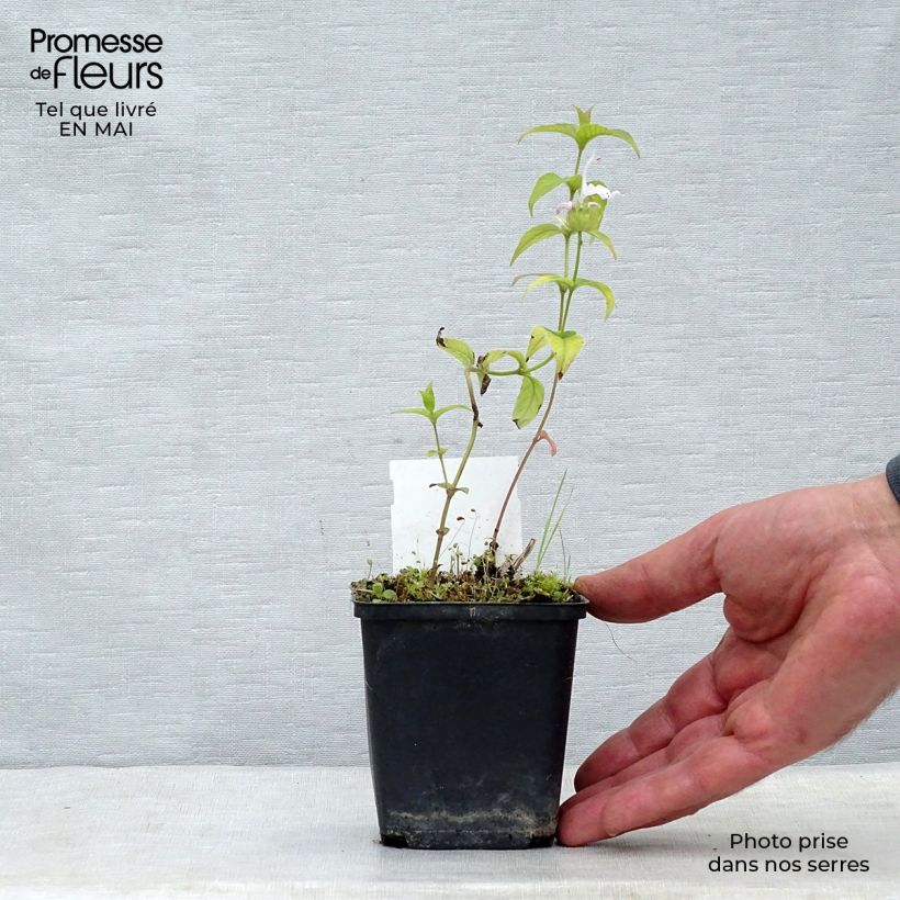 Example of Monarde bradburiana - Bergamote sauvage Godet de 8/9 cm as you get in printemps