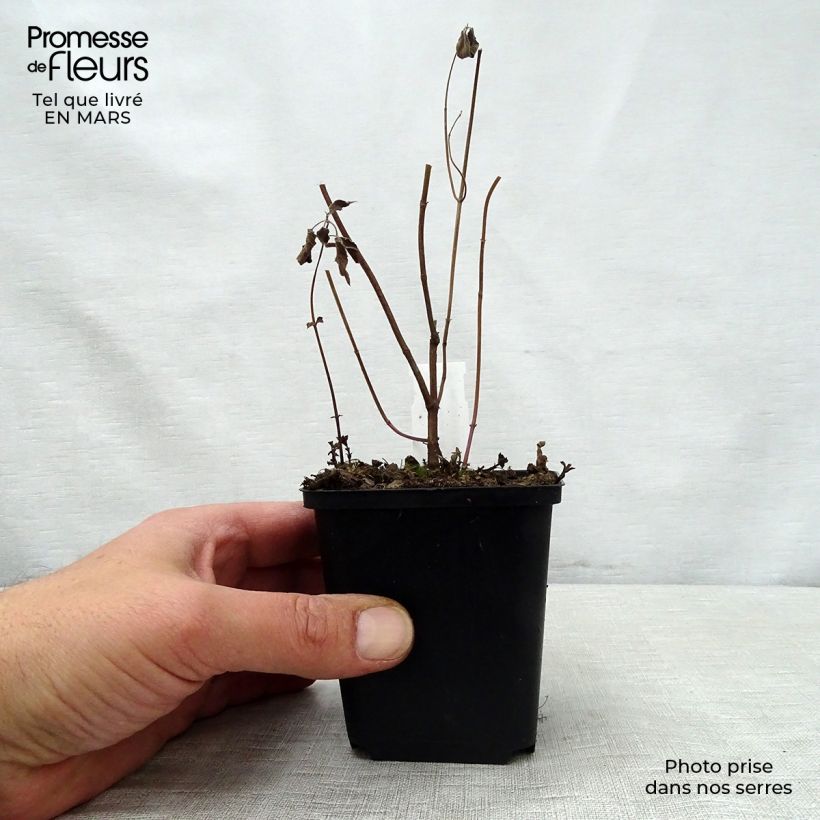 Example of Monarde fistulosa menthifolia - Bergamote sauvage Godet de 8/9 cm as you get in printemps