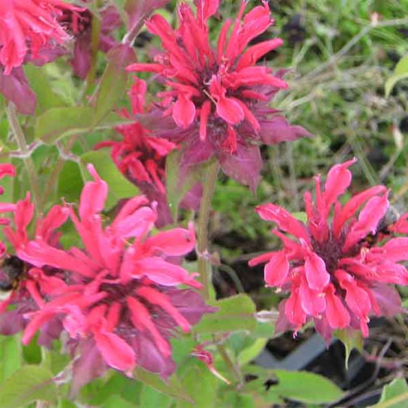 Monarde Gewitter Wolke - Bergamote rose tyrien (Flowering)