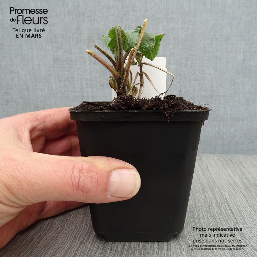 Example of Monnaie du Pape Blanche - Lunaria annua Alba Godet de 8/9 cm as you get in printemps