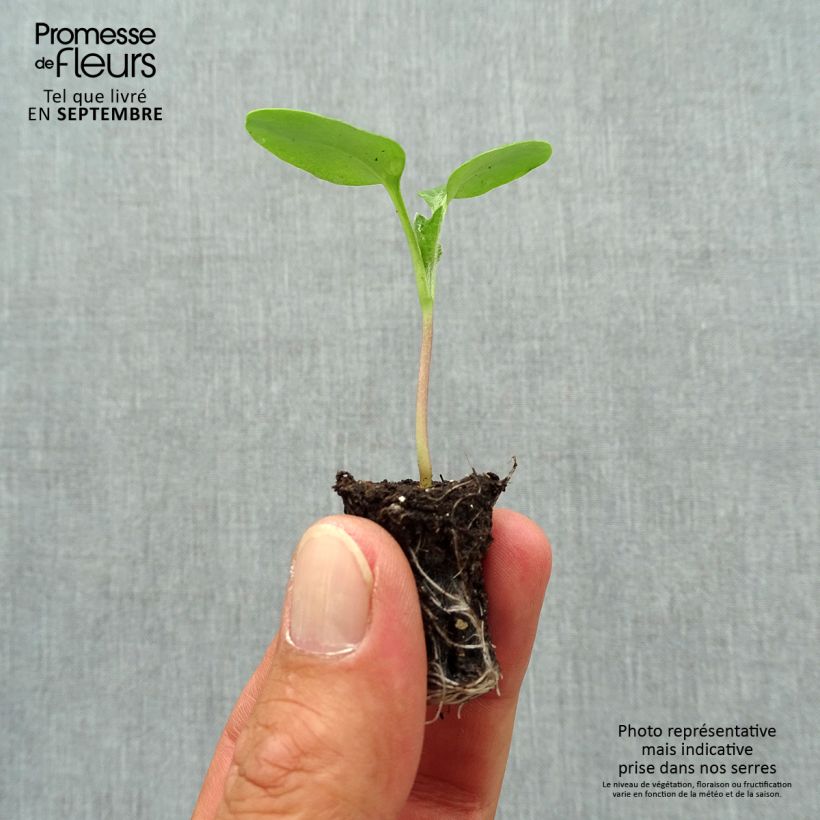 Example of Monnaie du Pape - Lunaria annua Mini-motte Ø 1,5/2,5 cm, Plant vert de 3 à 5 cm de haut environ as you get in automne