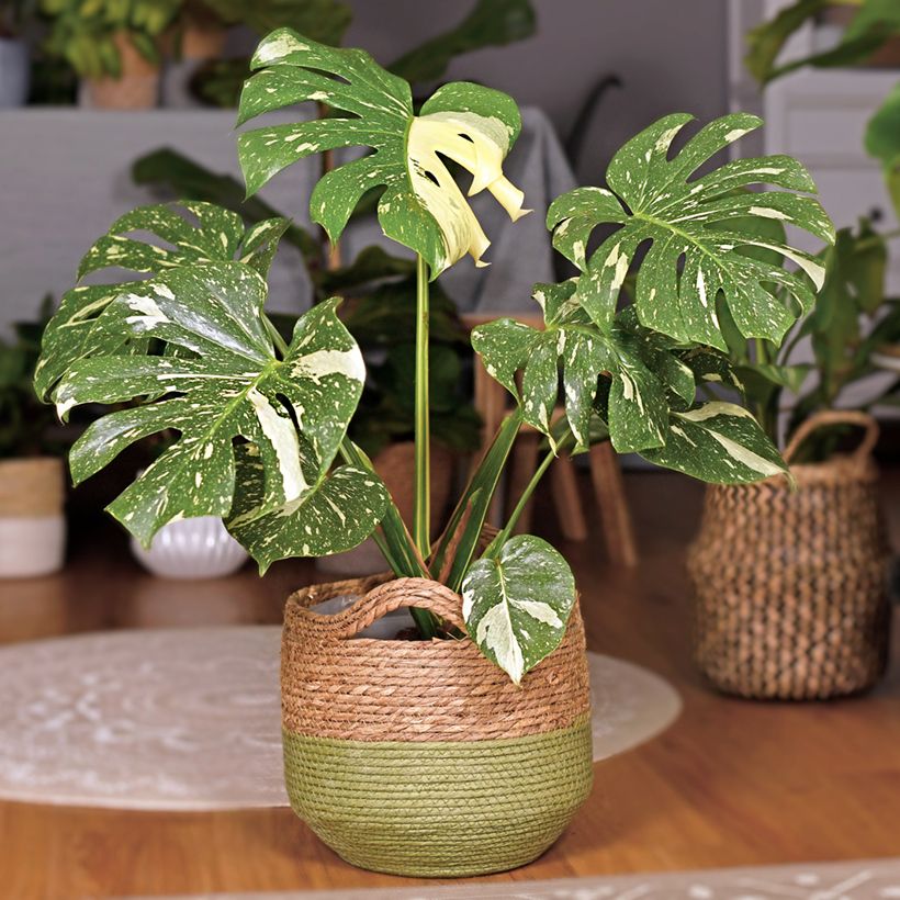 Monstera Thai Constellation (Plant habit)