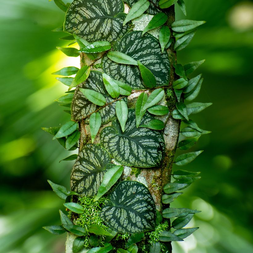 Monstera dubia (Port)