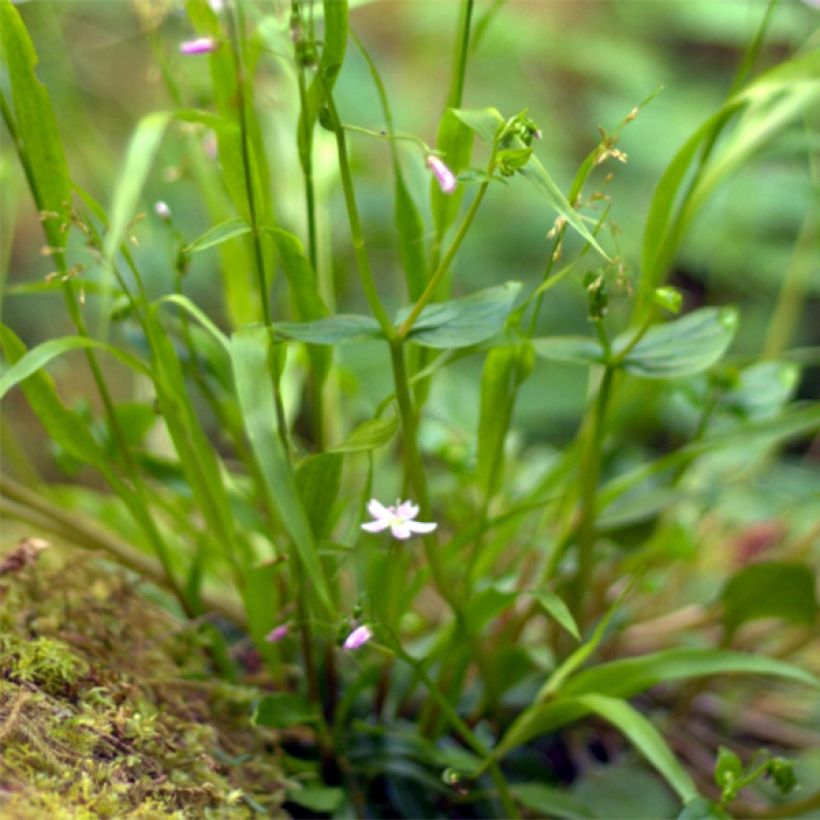 Montia ou Claytonia sibirica (Foliage)