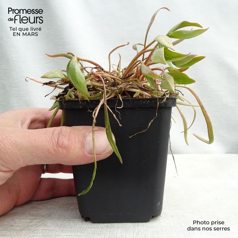 Example of Montia ou Claytonia sibirica Godet de 8/9 cm as you get in printemps