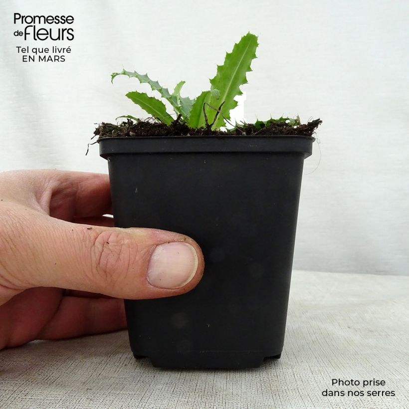 Spécimen de Morina longifolia Godet de 8/9 cm tel que livré au printemps