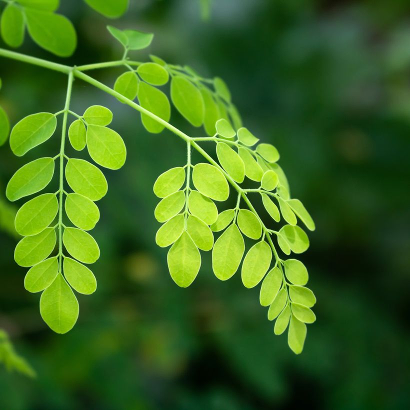 Moringa oleifera - Arbre de vie (Foliage)
