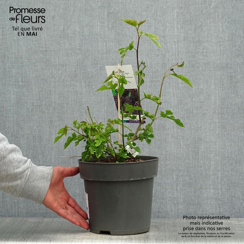 Example of Morus acidosa Mulle - Mûrier de Corée Pot de 3L/4L as you get in printemps