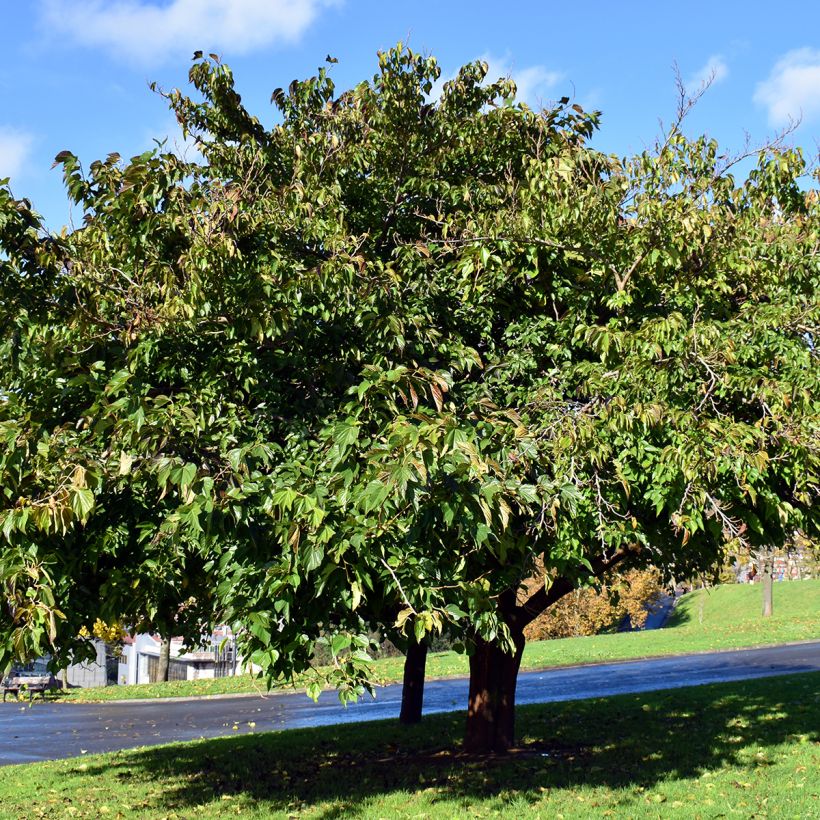 Morus kagayamae (bombycis) - Mûrier platane (Plant habit)