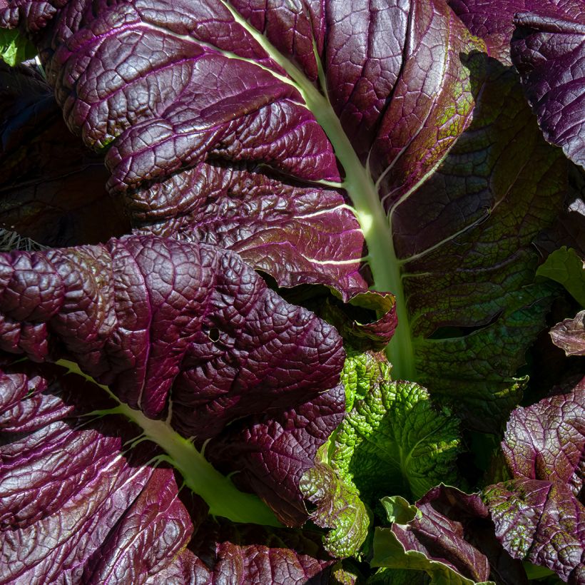 Moutarde Red Giant Bio - Ferme de Sainte Marthe (Foliage)