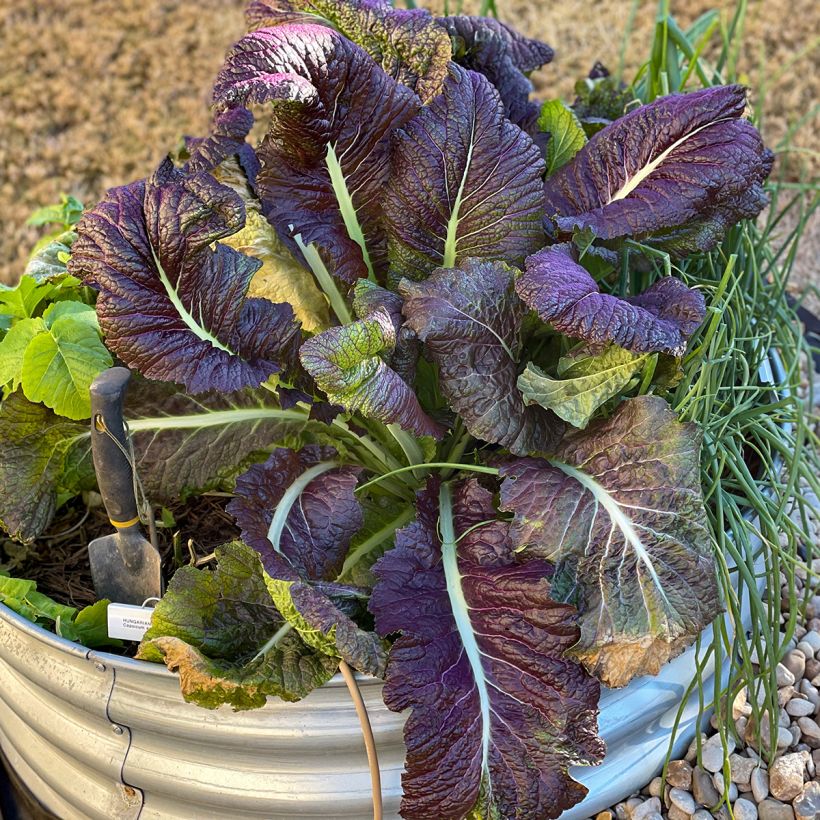 Moutarde Red Giant Bio - Ferme de Sainte Marthe (Plant habit)