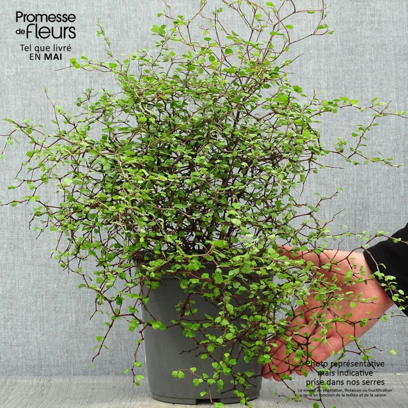 Example of Muehlenbeckia astonii - lentille arbustive Pot de 3L/4L as you get in printemps