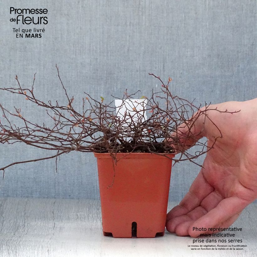 Example of Muehlenbeckia complexa Golden Girl - Muehlenbeckie Godet de 8/9 cm as you get in printemps