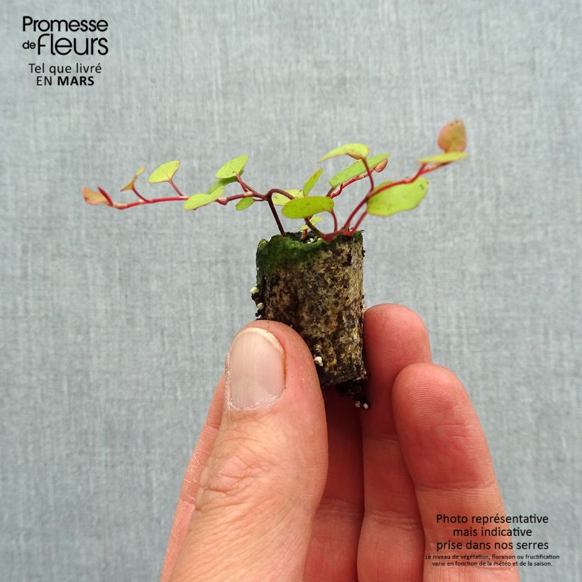 Example of Muehlenbeckia complexa Golden Girl - Muehlenbeckie Mini-motte Ø 3/4 cm as you get in printemps