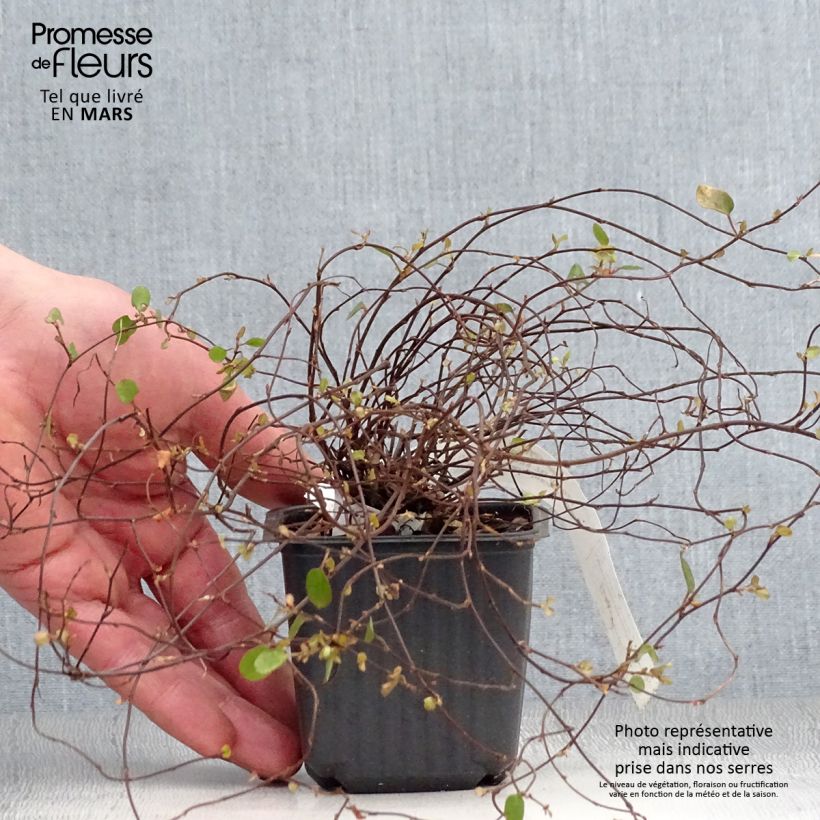 Example of Muehlenbeckia complexa Sealand Compact Godet de 8/9 cm as you get in printemps