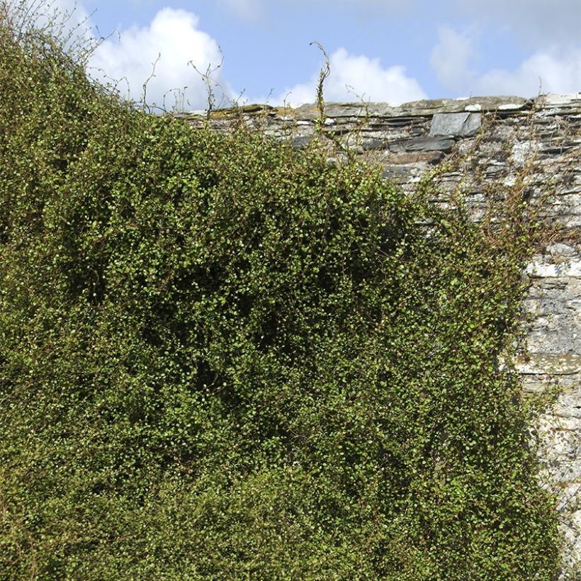 Muehlenbeckia complexa Sealand Compact (Plant habit)