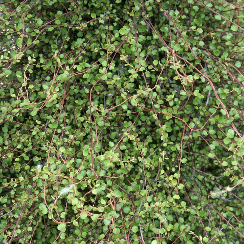 Muehlenbeckia complexa  (Foliage)