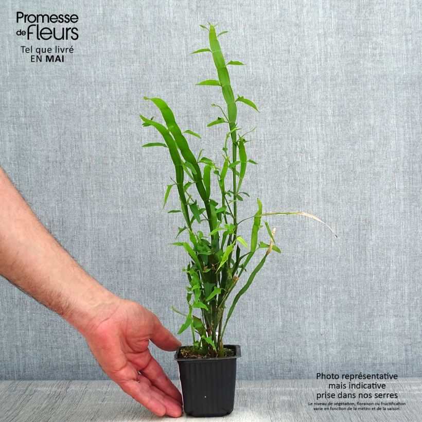 Spécimen de Muehlenbeckia platyclada - Plante ruban Godet de 8/9 cm tel que livré au printemps